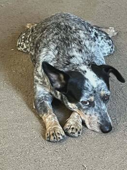 Australian Cattle Dog Blue Heeler Dogs Available for Adoption in Paramus, New Jersey - Dottie | PetCurious
