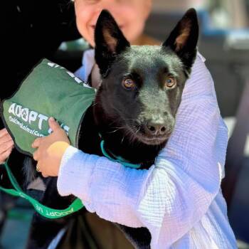 Yuba -  Belgian Shepherd Malinois Dog for Adoption in Oakland, California - Yuba | PetCurious