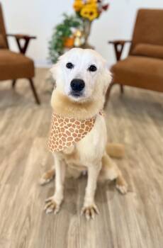Tilly -  Golden Retriever and Great Pyrenees Dog for Adoption in Cleveland, Ohio - Tilly | PetCurious
