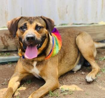 Rescue Shepherd and Mixed Breed Dogs for Adoption in Seneca, South Carolina - Vinny HW+ Fee Waived | PetCurious