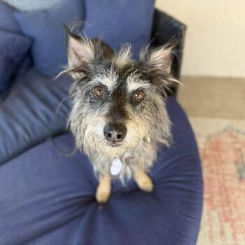Terrier Dogs Available for Adoption - Blinky | PetCurious