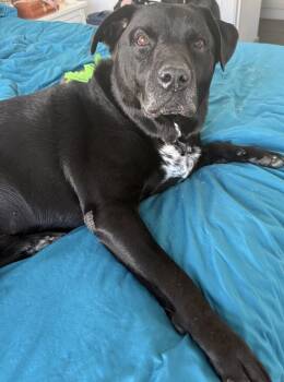 Remy (Remmington) -  Labrador Retriever Dog for Adoption in Dallas, Texas - Remy (Remmington) | PetCurious