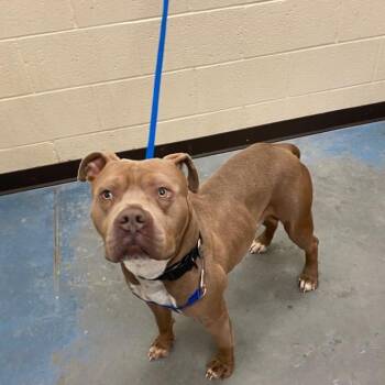 Mixed Breed Dogs Available for Adoption in Memphis, Tennessee - Charlie | PetCurious