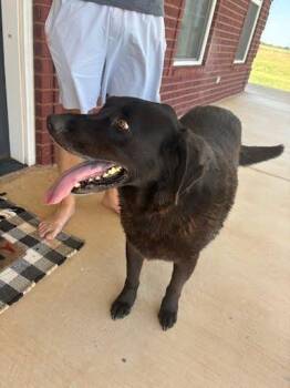 Bubba -  Black Labrador Retriever and Labrador Retriever Dog for Adoption in Winter Park, Colorado - Bubba | PetCurious