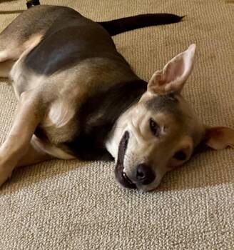 Joey -  Beagle and Basset Hound Dog for Adoption in Greenlawn, New York - Joey | PetCurious