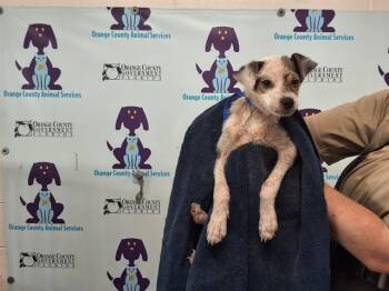 OSO -  Parson Russell Terrier Dog for Adoption in Orlando, Florida - OSO | PetCurious