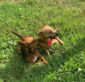 Rescue Chiweenie Dogs for Adoption in Randleman, North Carolina - Hulk And Ozzy | PetCurious