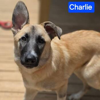Charlie (9mo) -  German Shepherd Dog Dog for Adoption in Greeneville, Tennessee - Charlie (9mo) | PetCurious