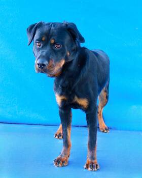 Rottweiler Dogs Available for Adoption in Pasadena, California - OSA | PetCurious