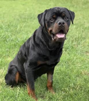 Duke -  Rottweiler Dog Available for Adoption in Polk, Ohio - Duke | PetCurious