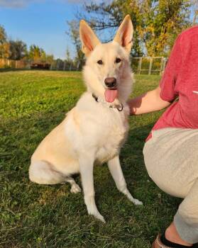 Kira -  German Shepherd Dog Dog for Adoption - Kira | PetCurious