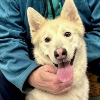 Husky Dogs Available for Adoption - Suki | PetCurious