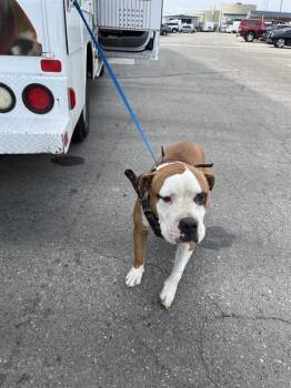 Rescue Pit Bull Terrier Dogs for Adoption in Thousand Oaks, California - Scrappy -- URGENT! | PetCurious