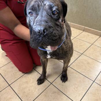 Rescue Cane Corso and Mastiff Dogs for Adoption in Las Vegas, Nevada - ROMEO | PetCurious