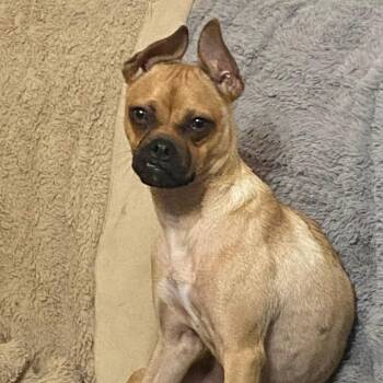 Lily the Chug BW -  Pug and Chihuahua Dog for Adoption in Austin, Texas - Lily The Chug BW | PetCurious