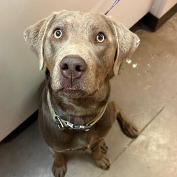 Shadow -  Labrador Retriever and Mixed Breed Dog for Adoption in Flagstaff, Arizona - Shadow | PetCurious