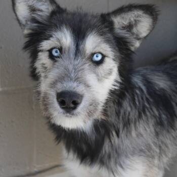 Rescue Terrier Dogs for Adoption in Yucca Valley, California - Black Jack | PetCurious