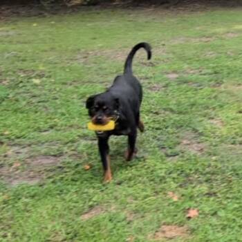 Kirbie -  Rottweiler Dog for Adoption in Savannah, Georgia - Kirbie | PetCurious