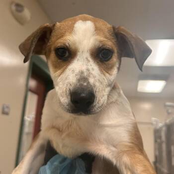 Shepherd and Mixed Breed Dogs Available for Adoption in Reno, Nevada - Elena | PetCurious