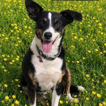 Sparrow -  Terrier Dog for Adoption in South Elgin, Illinois - Sparrow | PetCurious