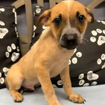 Tex -  Mixed Breed Dog for Adoption in Madison, Wisconsin - Tex | PetCurious