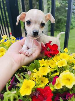 Mochi -  Chihuahua and Boston Terrier Dog for Adoption in Winter, Wisconsin - Mochi | PetCurious