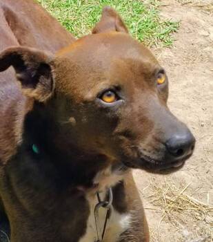 Penny -  Belgian Shepherd Laekenois Dog for Adoption in Plano, Texas - Penny | PetCurious