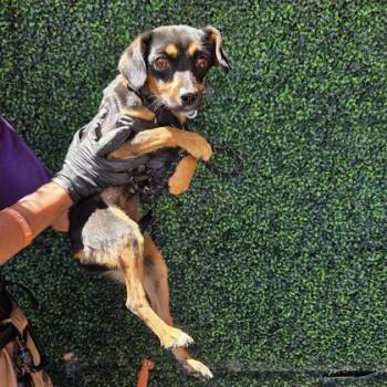 61181920 -  Chihuahua and Mixed Breed Dog for Adoption in El Paso, Texas - 61181920 | PetCurious