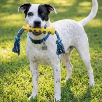 Pongo -  Mixed Breed Dog for Adoption in Tunica, Mississippi - Pongo | PetCurious