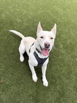 Maverick -  Mixed Breed Dog for Adoption in Lafayette, Indiana - Maverick | PetCurious