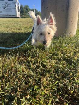 MILO -  West Highland White Terrier Westie Dog for Adoption in Methuen, Massachusetts - MILO | PetCurious