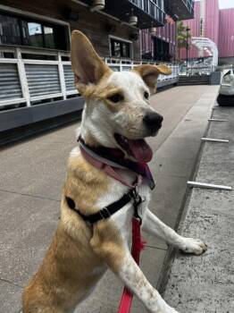 Labrador Retriever Dogs Available for Adoption in Austin, Texas - Ginger Lou | PetCurious