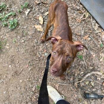 Snoop -  Pit Bull Terrier Dog for Adoption in West Chester, Pennsylvania - Snoop | PetCurious