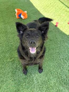 Border Collie Dogs Available for Adoption in Semmes, Alabama - Luna | PetCurious
