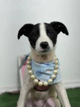 Darling-One of our Amazing Rescue Dogs -  Border Collie and Labrador Retriever Dog for Adoption in Carlsbad, California - Darling-One Of Our Amazing Rescue Dogs | PetCurious
