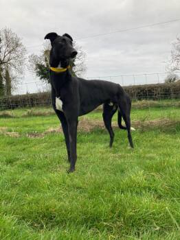 Greyhound Dogs Available for Adoption in Tarpon Springs, Florida - Run Stitch (Stitch) | PetCurious