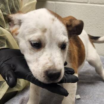 Hi Chew -  Mixed Breed Dog for Adoption in Murray, Utah - Hi Chew | PetCurious