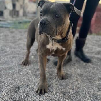 Pit Bull Terrier Dogs Available for Adoption - Khaza | PetCurious