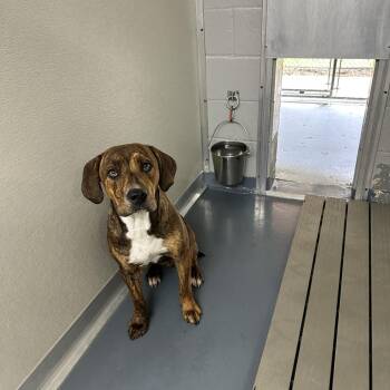 Copper -  Hound and Mixed Breed Dog for Adoption in Galax, Virginia - Copper | PetCurious