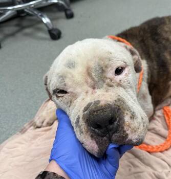 ZIVA -  Pit Bull Terrier and Mixed Breed Dog for Adoption in Ontario, California - ZIVA | PetCurious