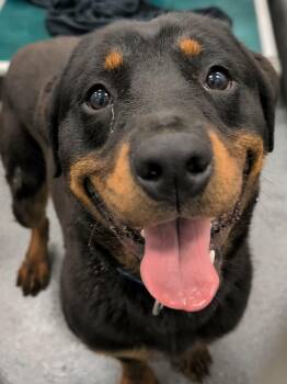 Rottweiler Dogs Available for Adoption in Deering, New Hampshire - Fire | PetCurious
