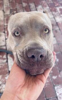 Pit Bull Terrier Dogs Available for Adoption - Cherry Blossom | PetCurious