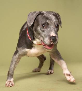 Stormie -  Pit Bull Terrier and Mixed Breed Dog for Adoption in Atlanta, Georgia - Stormie | PetCurious