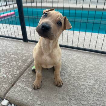 Wybie -  Shar Pei Dog for Adoption in Las Vegas, Nevada - Wybie | PetCurious