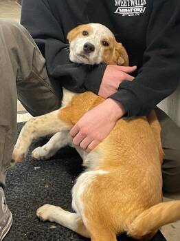 Australian Cattle Dog Blue Heeler and Mixed Breed Dogs Available for Adoption - Breezy | PetCurious