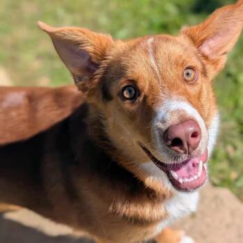 Millie -  Australian Shepherd and Nova Scotia Duck Tolling Retriever Dog for Adoption in North Richland Hills, Texas - Millie | PetCurious