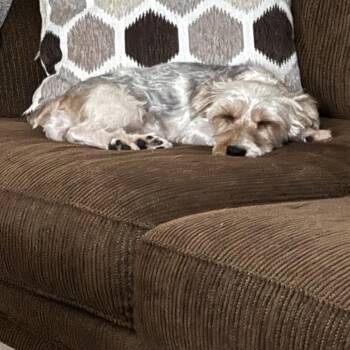 Yorkshire Terrier and Mixed Breed Dogs Available for Adoption - Kirby | PetCurious