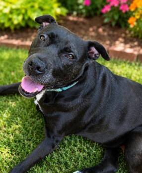 Addie -  Pit Bull Terrier Dog for Adoption in Munford, Tennessee - Addie | PetCurious