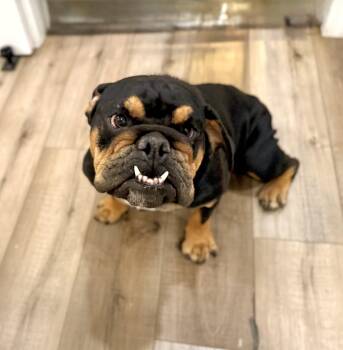 English Bulldog Dogs Available for Adoption in Lafayette, California - Miss Cleo | PetCurious
