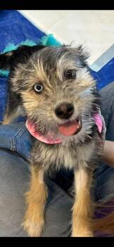 Schnauzer and Terrier Dogs Available for Adoption in El Centro, California - Embry | PetCurious